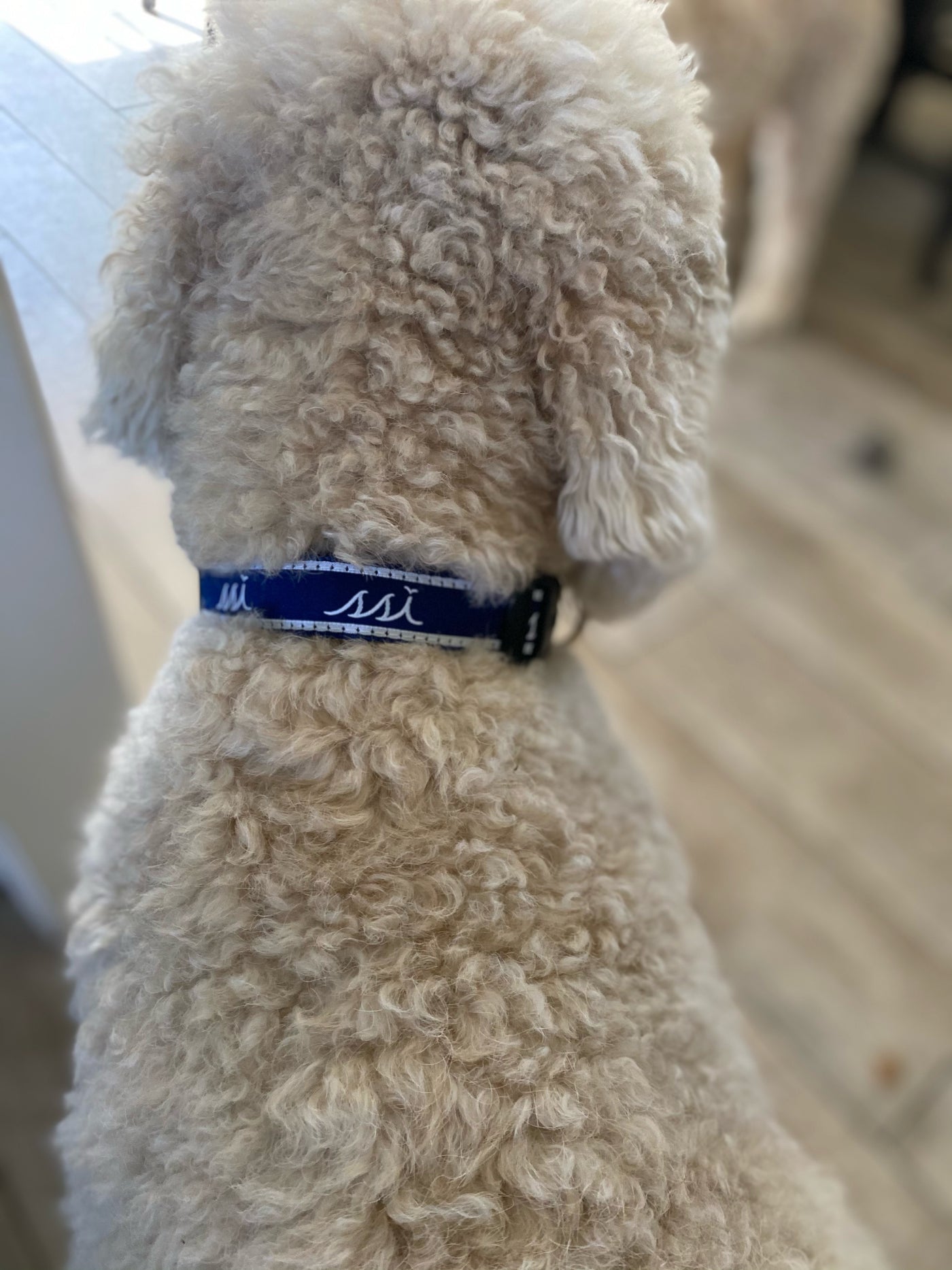 Dog Collar - Navy and White Adjustable
