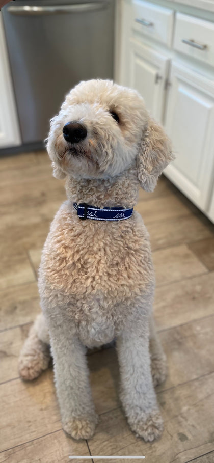 Dog Collar - Navy and White Adjustable